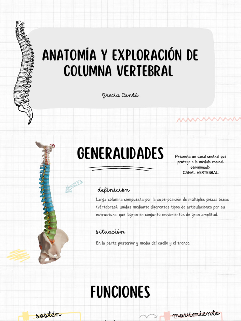 Presentación Columna | PDF | Vértebra | La columna vertebral
