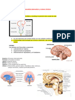 Diencefalo, Telencefalo y Sistema Limbico