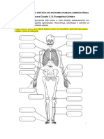 Atividades Aulas Prã Ticas - Anatomia Humana 2023