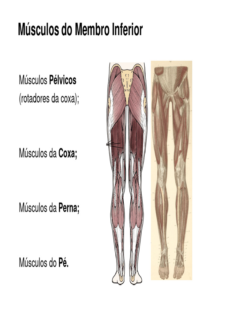 Anatomia dos Músculos Inferiores | PDF | Joelho | Pé, image size:768x1024