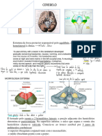 5 - Cerebelo