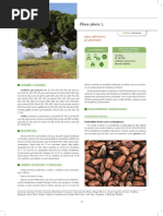 Características del género Pinus | PDF | Pino | Arboles