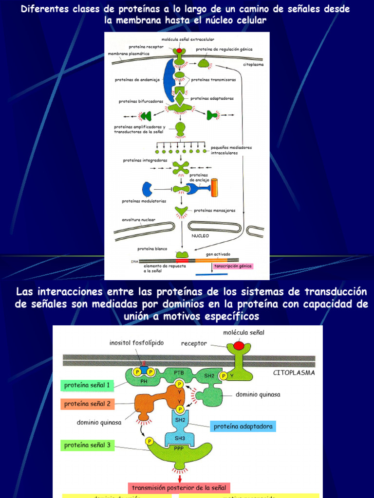 Clases de proteínas en señalización celular | PDF | Transducción de ...