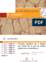 Clase No.15 - Oxidación de Ácidos Grasos