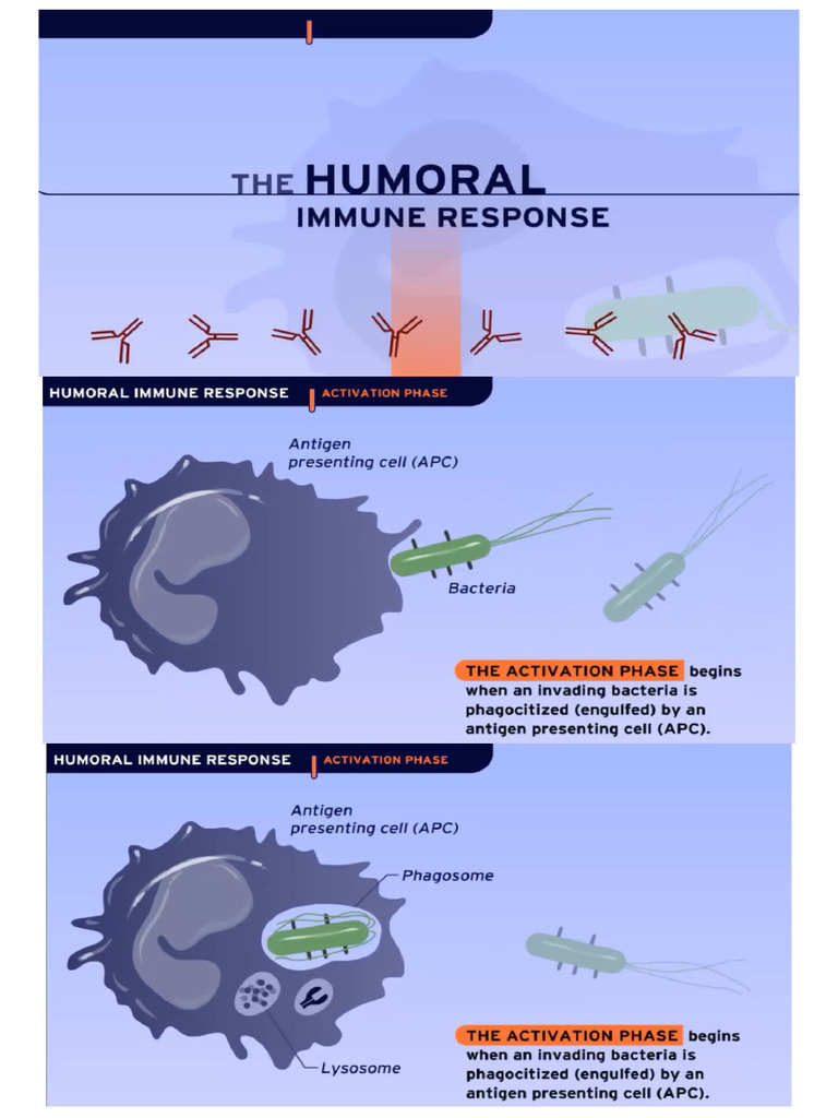 Humoral Immune Response (HD Animation) 1x | PDF
