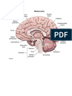 Neuro1 Anatomy