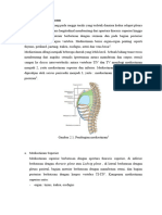 Anatomi Mediastinum