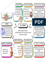 El Pene - Anatomía