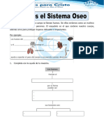 Ciencia Sistema Oseo 24-28