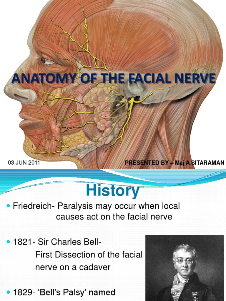 Anatomy of Facial Nerve | PDF | Human Head And Neck | Primate Anatomy