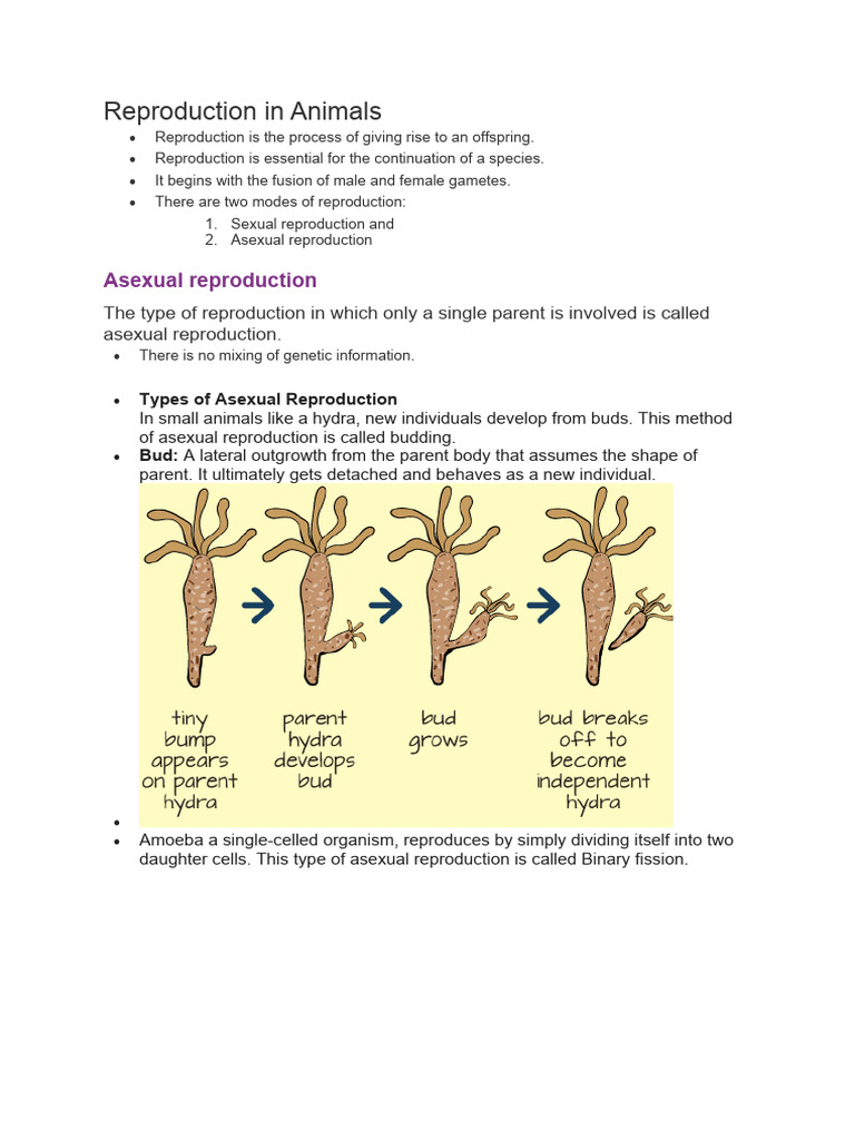 Asexual and Sexual Reproduction in Animals | PDF
