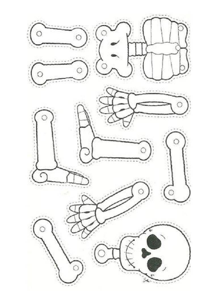 Esqueleto para Armar | PDF