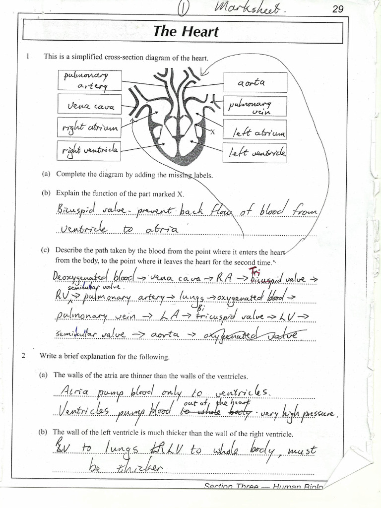 4.heart WS p1-4 ANSWERS | PDF