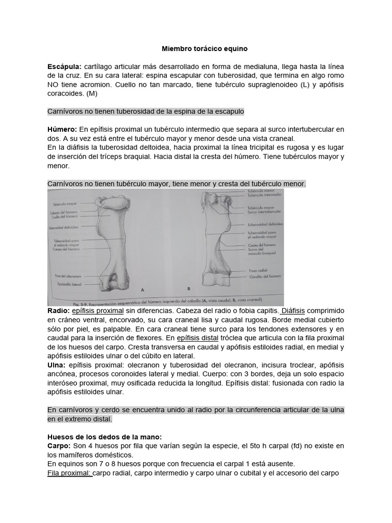 Huesos Equino Pdf Pelvis Sistema Musculoesquelético