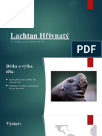 Lachtan Hřivnatý