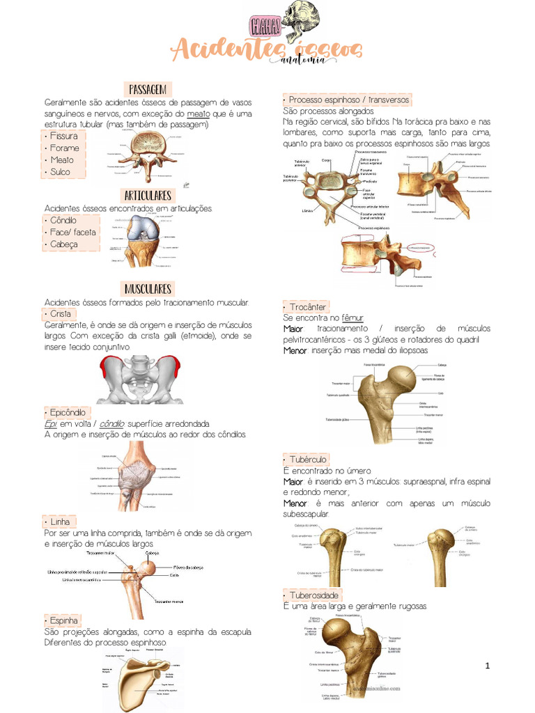 Acidentes Ósseos | PDF | Coluna vertebral | Sistema Locomotor