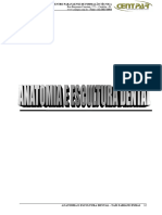 Anatomina Dental 1