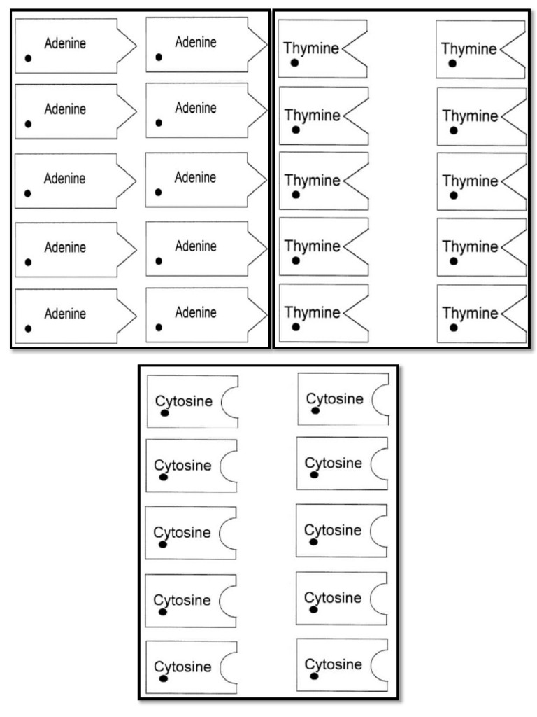 Dna template pdf