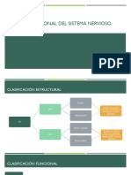 División Funcional Del Sistema Nervioso