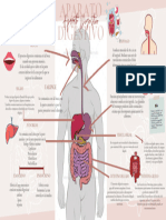 Aparato Digestivo Organizador Grafico