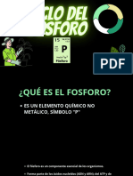 Ciclo Del Fósforo