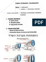 התפתחות מערכת השלד והשרירים-2