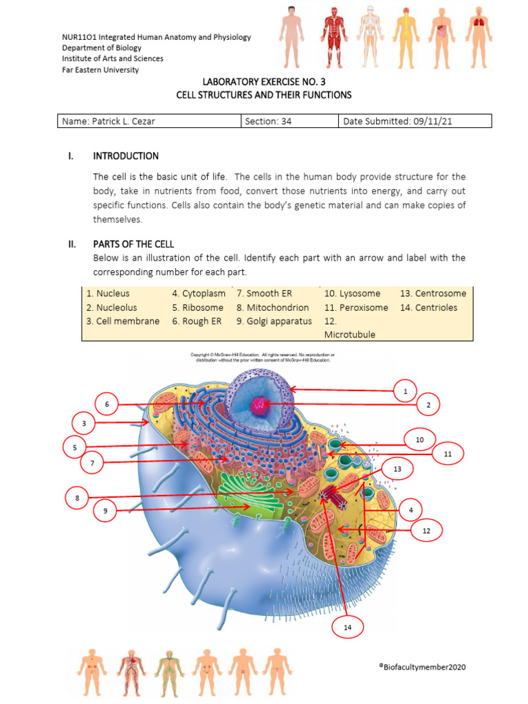 Chromatin and Cell Division Overview | PDF