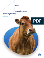 GL _ ruminants _ icc _ ebook _ beef herds