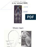 התפתחות מערכת העצבים (Compatibility Mode)