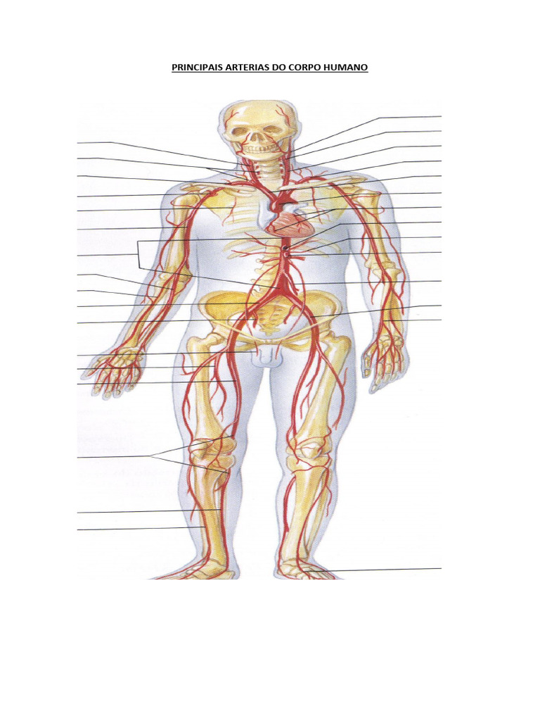 principais-arterias-do-corpo-humano-pdf