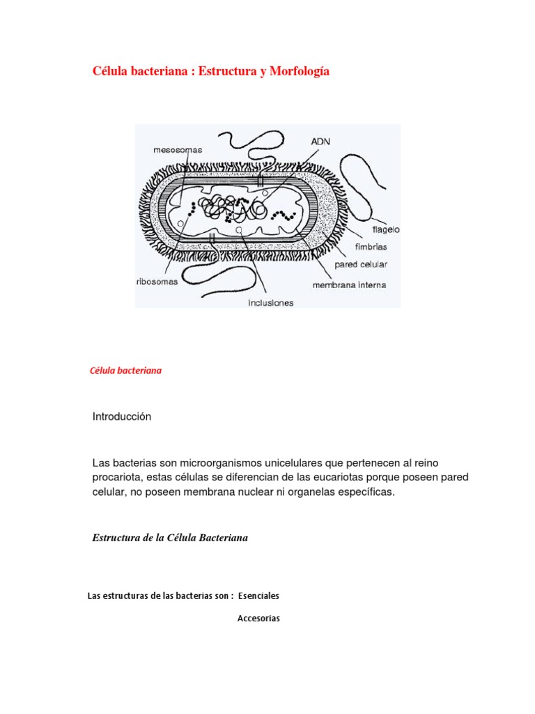 Morfología de la Célula Bacteriana | PDF | Las bacterias | Biología ...