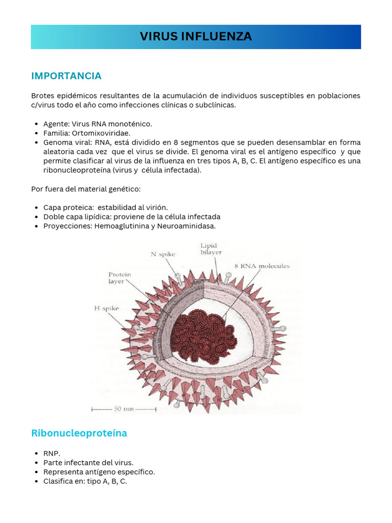Virus influenza | PDF | Influenza | Virus de la Influenza A Subtipo H1 N1