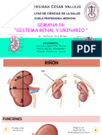 Semana 14 - Sistema Renal y Urinario