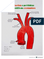 Arterias Carótidas Primitivas