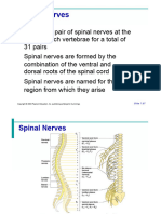 Spinal Nerves Extendsions