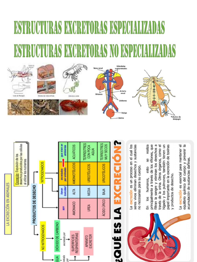 Excrecion 2 PDF