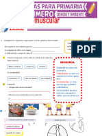 El Sistema Muscular para Primero de Primaria