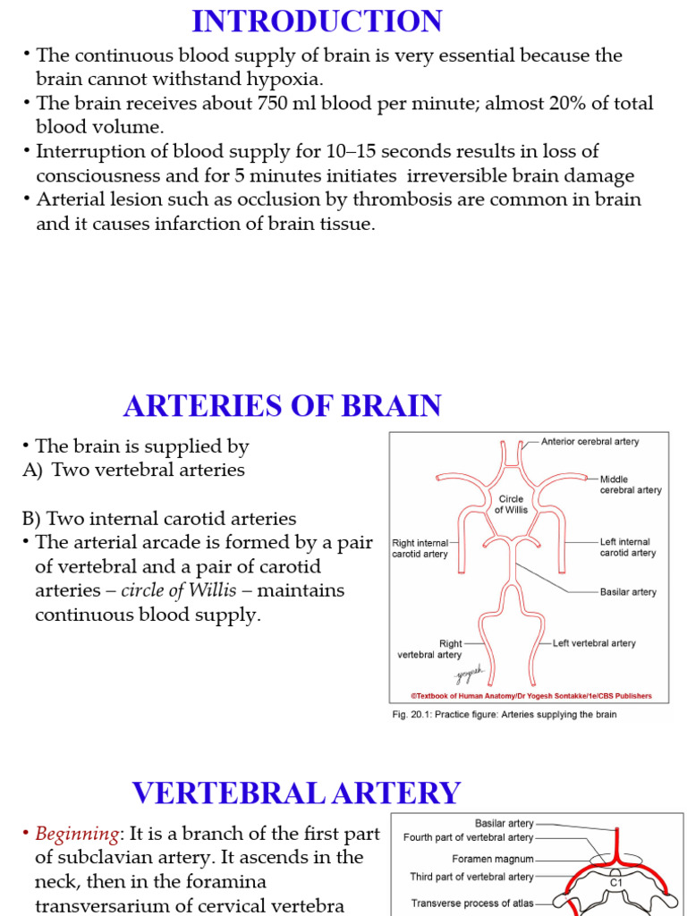 Blood Supply of Brain | PDF