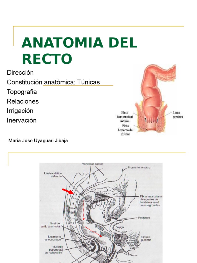 Anatomia Del Recto PDF