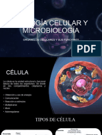 Organelos Celulares y Sus Funciones