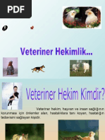 Veteriner Hekim