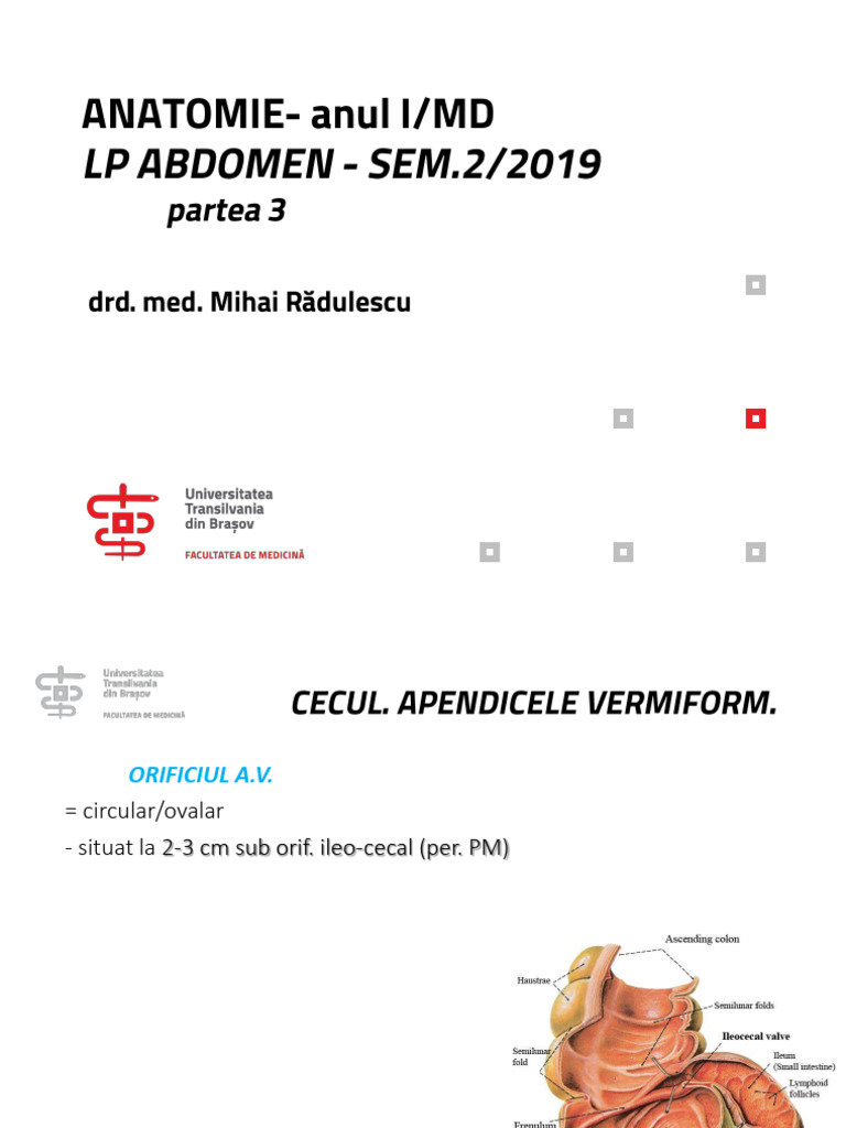 Anato-ABDOMEN-p3 Intestin Gros | PDF