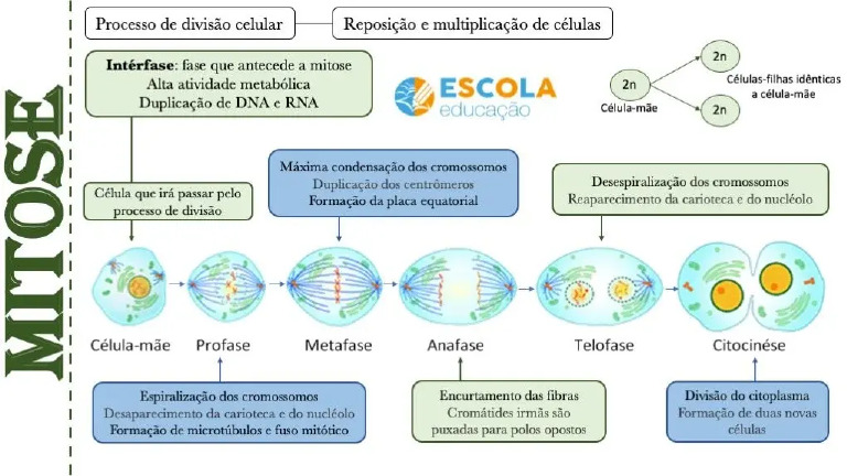 Mapa Mental Divisao Celular Mitose Biologia | PDF