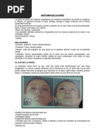 Anatomía De Nariz Apuntes | PDF | Nariz humana | Anatomía