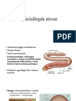 Gyűrűsférgek Törzse