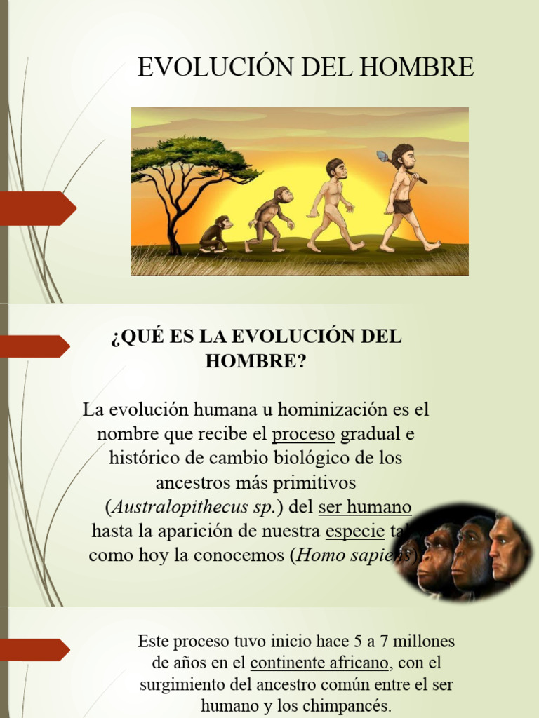 Línea del tiempo de la evolución humana | PDF | Homo | Evolución humana