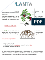 Partes de La Planta: Es La Parte Que Se