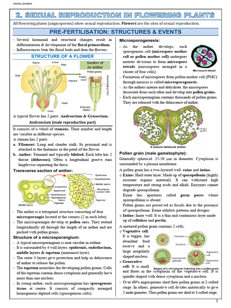 Sexual Reproduction in Flowering Plants - Notes | PDF | Seed | Flowers