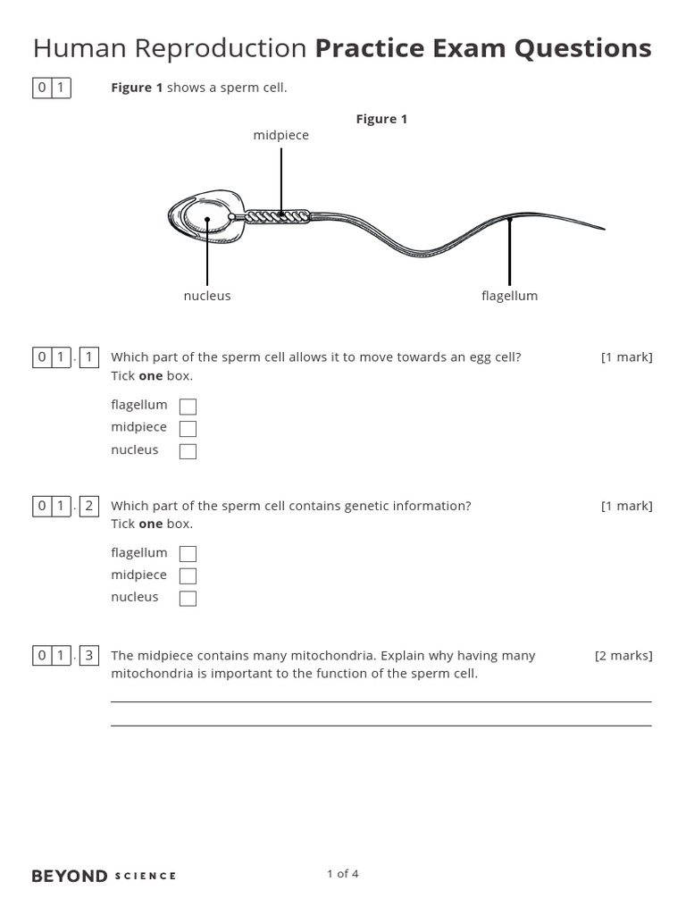KS3 Human Reproduction Exam Foundation PDF