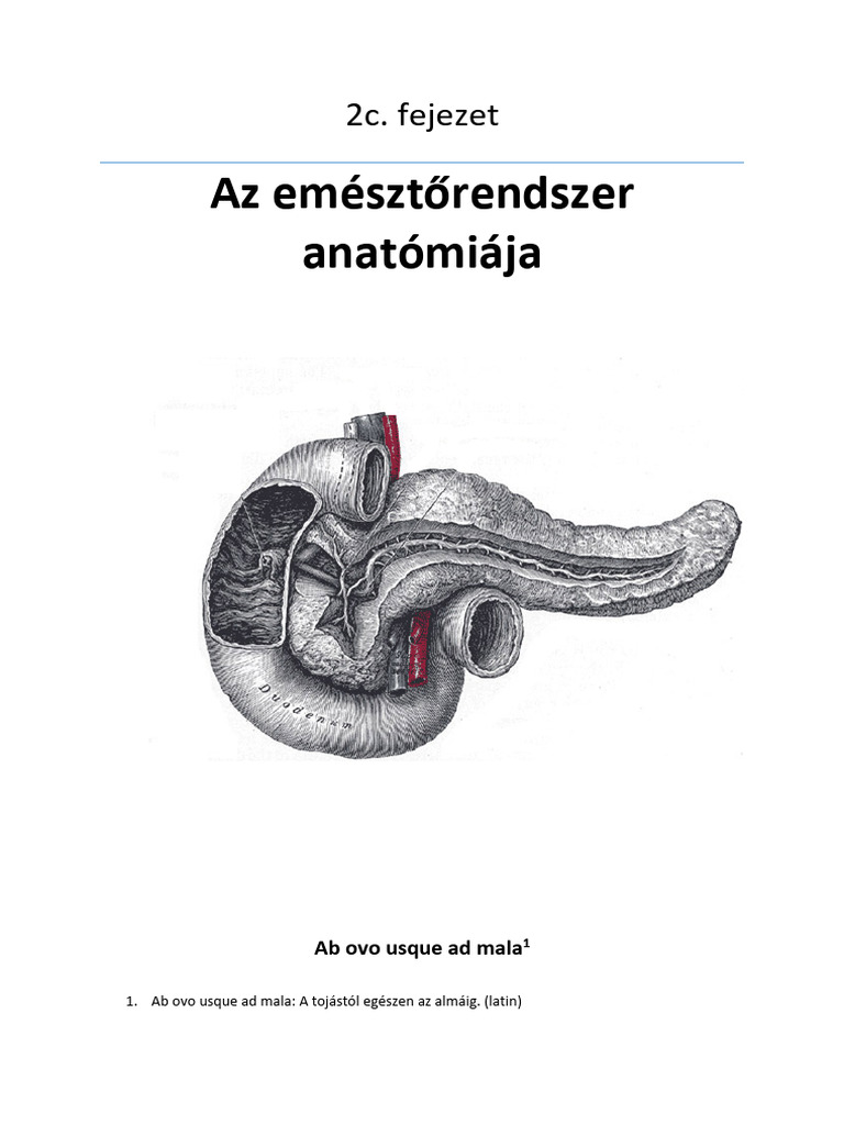 Anatmia Tllknyv - 2c. Fejezet - Az Emsztrendszer Anatmija | PDF